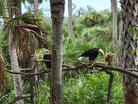Brevard Zoo
