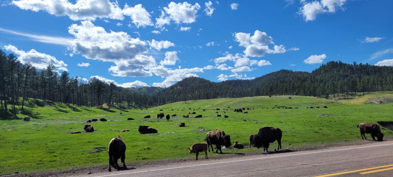 Wildlife Loop Road