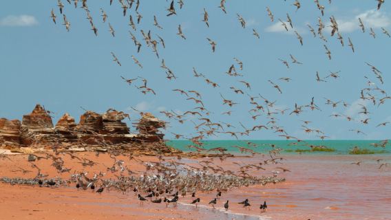 Broome Bird Observatory