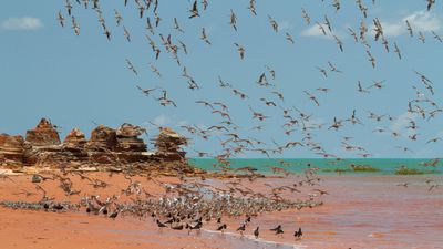 Broome Bird Observatory