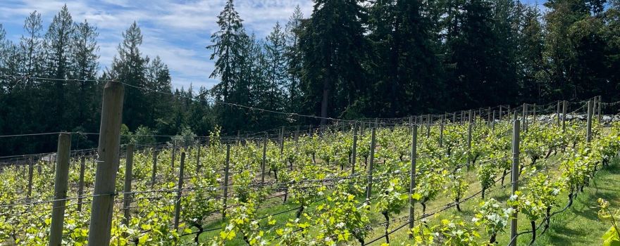 Cowichan Valley C