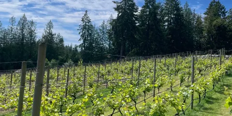 Damali Lavender & Winery