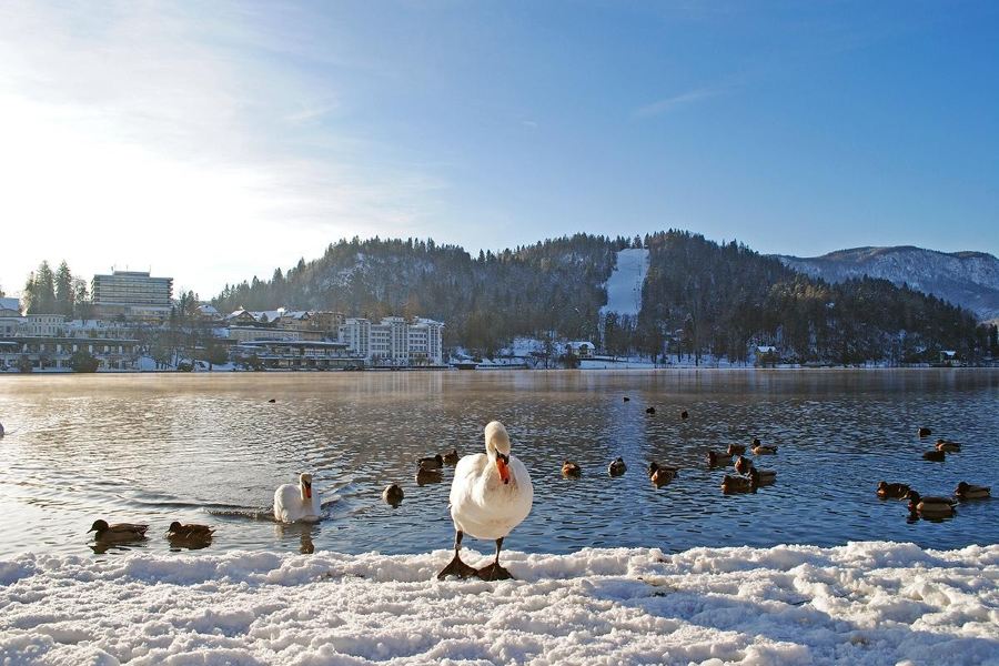 Straza Bled