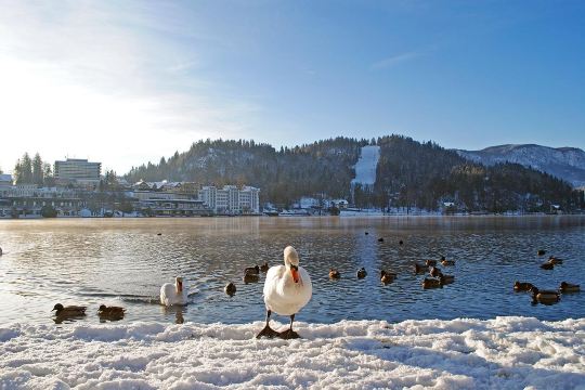 Straža Bled