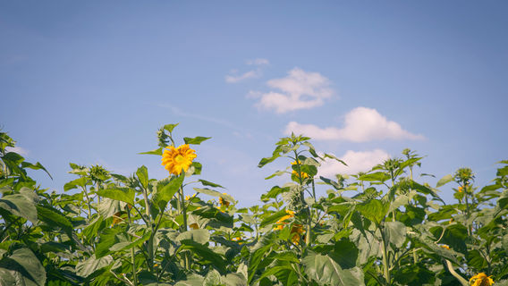 Mountainview Blueberry Farm