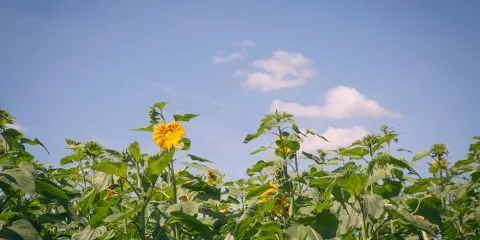 Mountainview Blueberry Farm