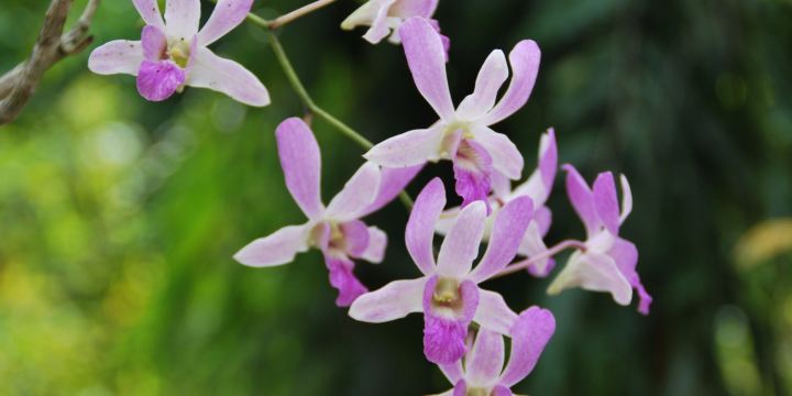 National Orchid Garden