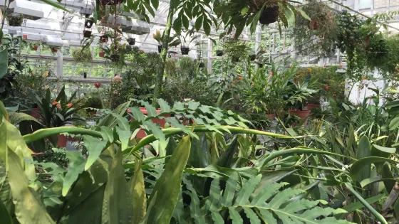 Liberty Hyde Bailey Conservatory