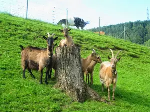 Stiftung Tierpark Weihermätteli