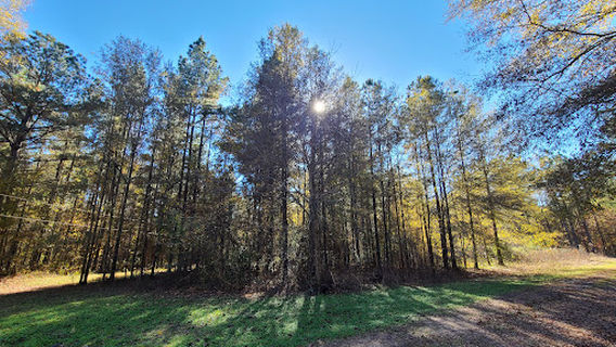 Bienville National Forest