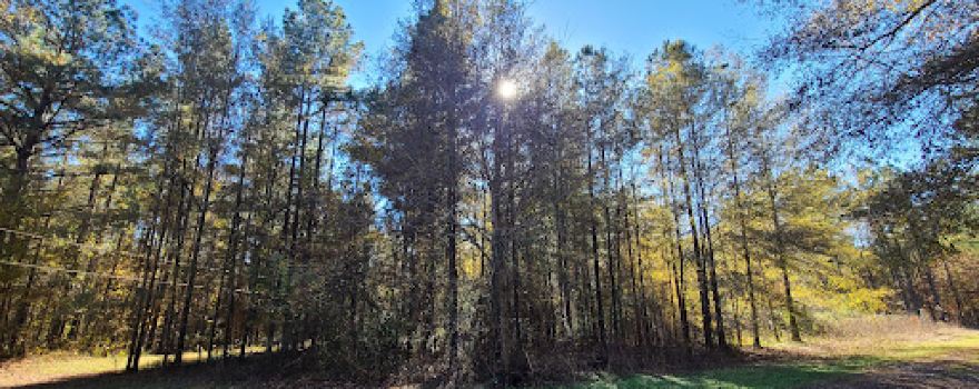 Forêt nationale de Bienville