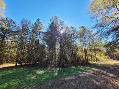 Bienville National Forest