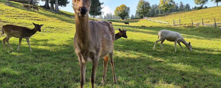 Wildtiergehege Horgen