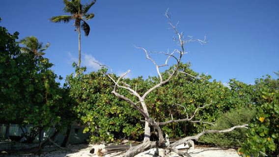 Madivaru