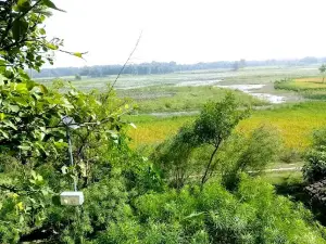 Nichlaul Jangal
