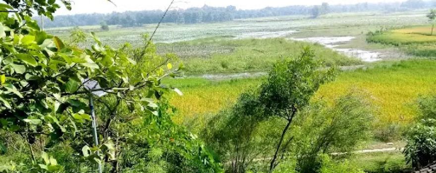 Nichlaul Jangal