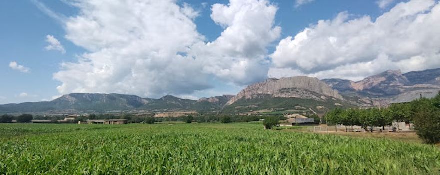 Nargó