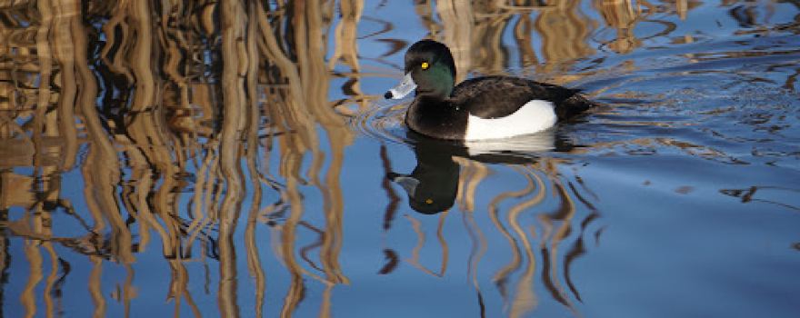 Greenhead Moss Nature Reserve