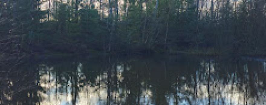 Saltoun Big Wood