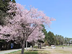 Solitary Cherry Tree at KOIWAI FARM