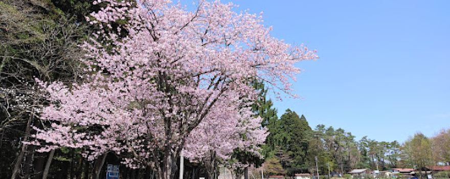 Solitary Cherry Tree at KOIWAI FARM