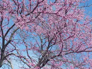 Mattoon Girls Softball Complex