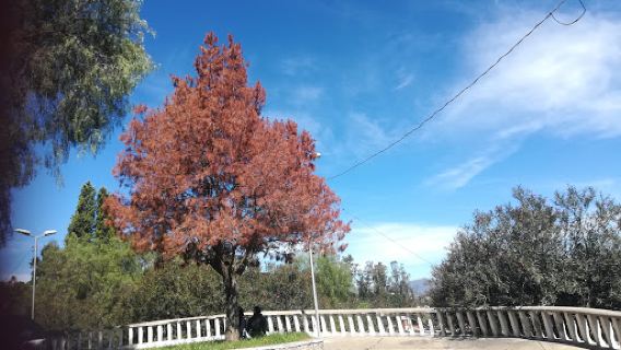 Flores Park