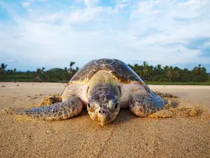 Ixtapilla