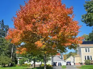 Beacon Field