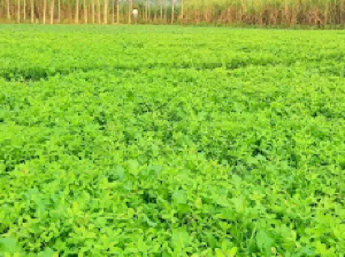 Baba Mandir Budhagaon