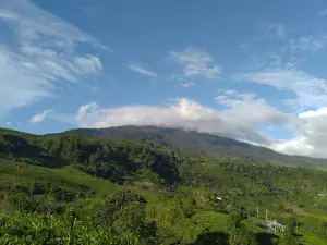 Kebun Teh Batang Baruih Alahan Panjang