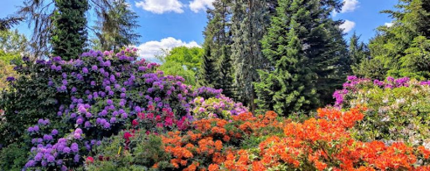 Arboretum Kórnickie. Instytut Dendrologii PAN
