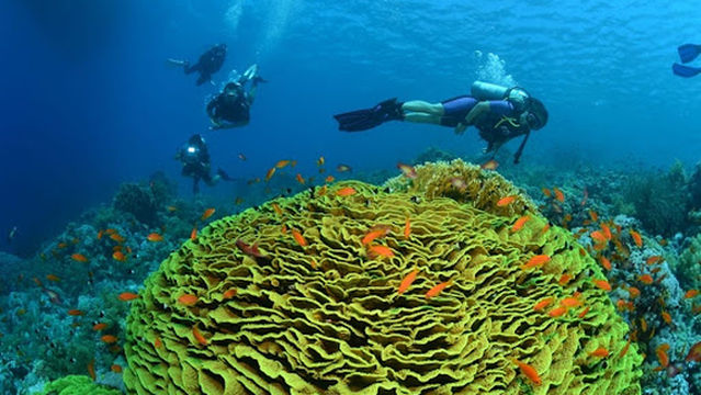 Scorpion Dive Centre Movenpick