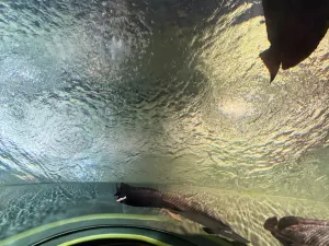 Shanghai Ocean Aquarium