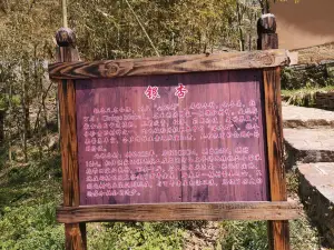 Enshi Dixin Valley Scenic Area - Ginkgo