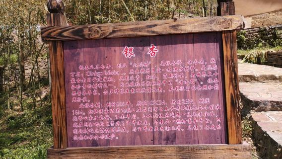 Enshi Dixin Valley Scenic Area - Ginkgo
