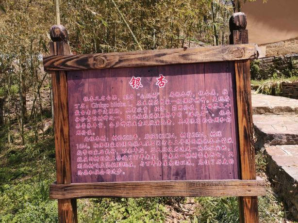 Enshi Dixin Valley Scenic Area - Ginkgo
