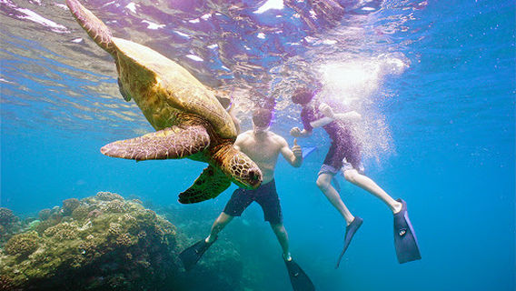 Malolo Molokini Snorkeling Tours