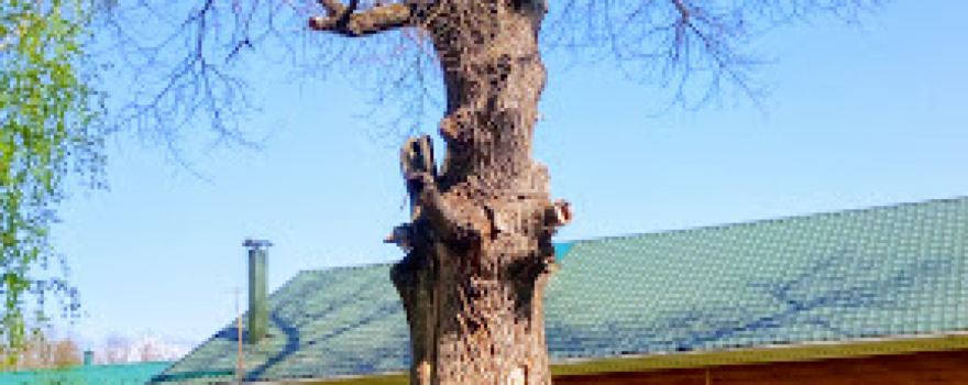 Bobronarium
