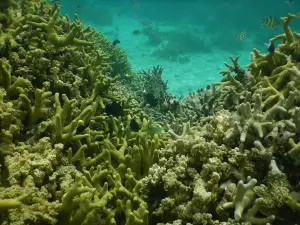 Laidenki Diving and Tours