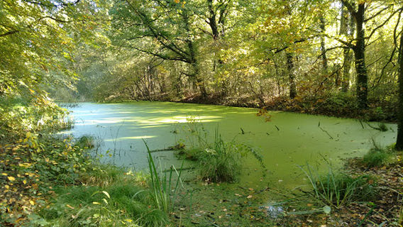 Groepsaccomodatie, Camping "Nieuwe Brug"