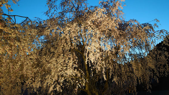 丸岡町山竹田の里 しだれ桜