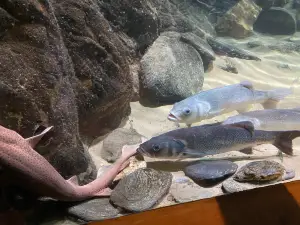 Blue Reef Aquarium Newquay