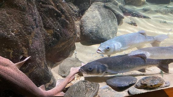 Blue Reef Aquarium Newquay