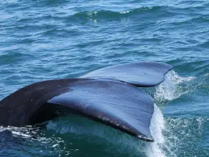 Whale Watching Hermanus
