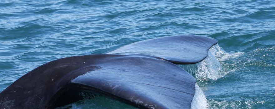 Whale Watching Hermanus