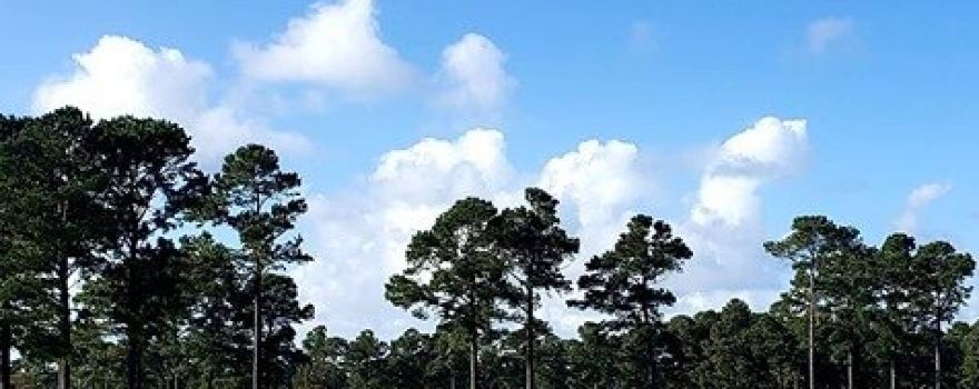 Carolina Forest