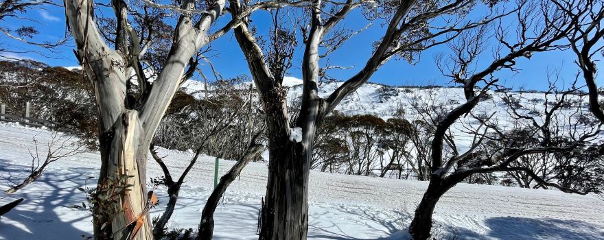 Snowy Mountains