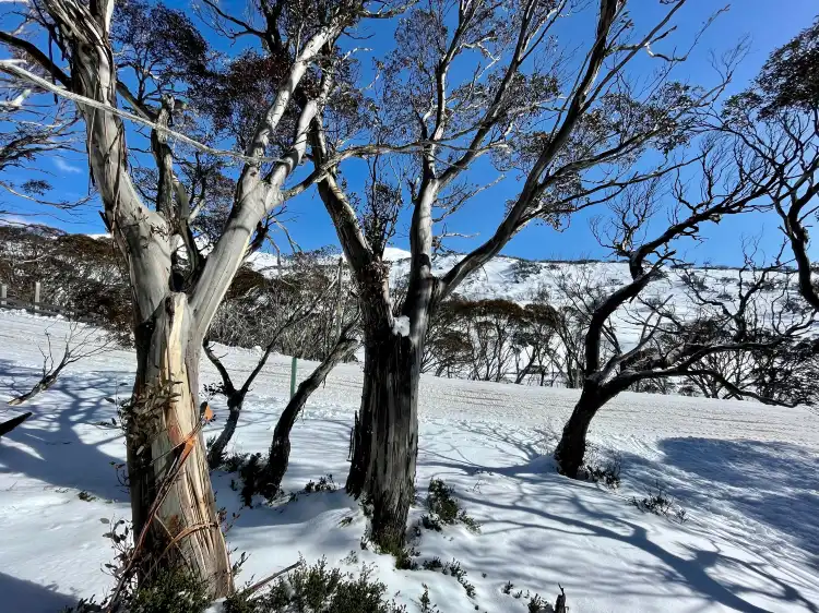 Perisher Valley