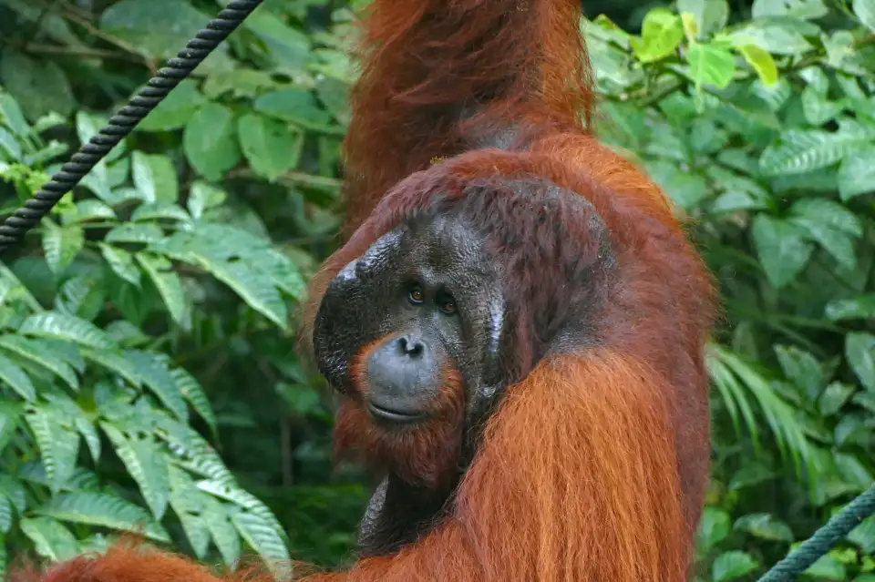 3_Semenggoh Wildlife Centre